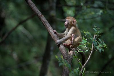 teaser image for Shibaoshan Monkeys slides