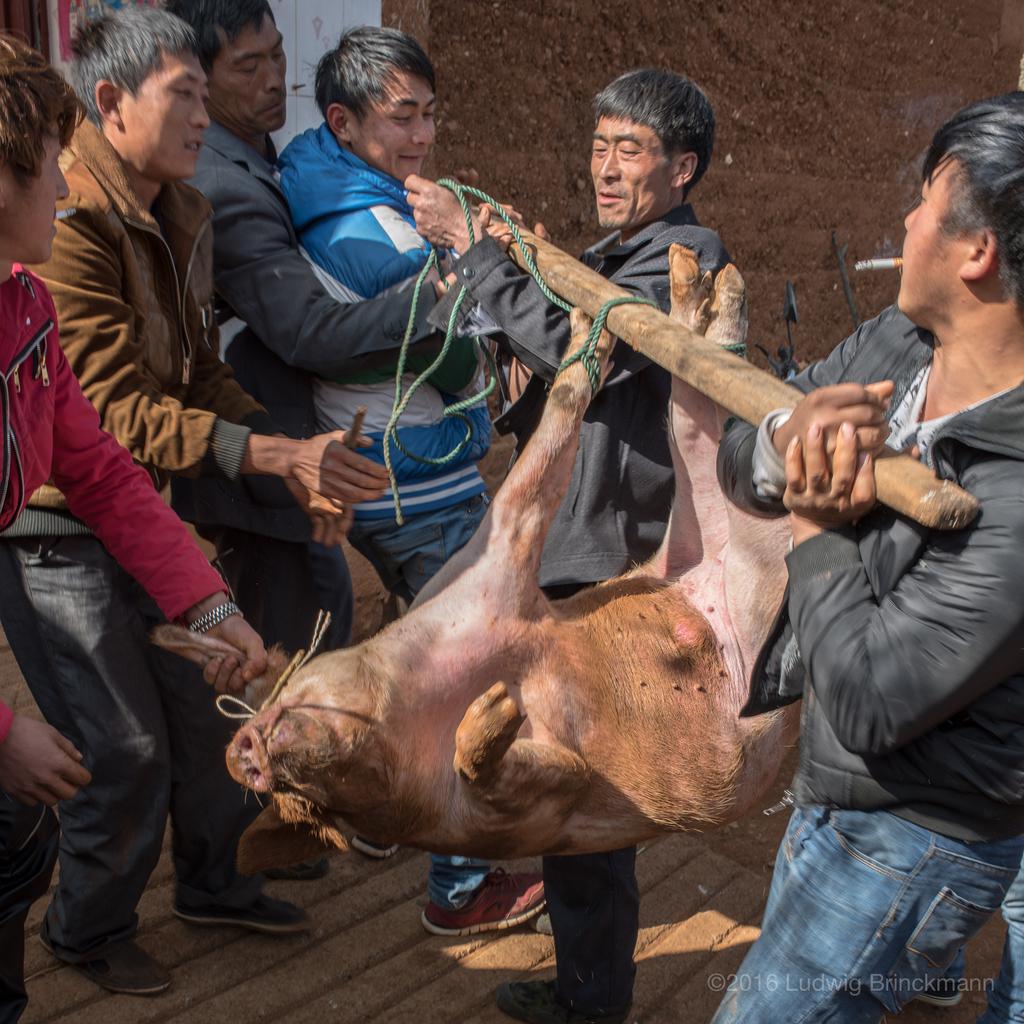 Picture: Slaughtering the New Year Pig