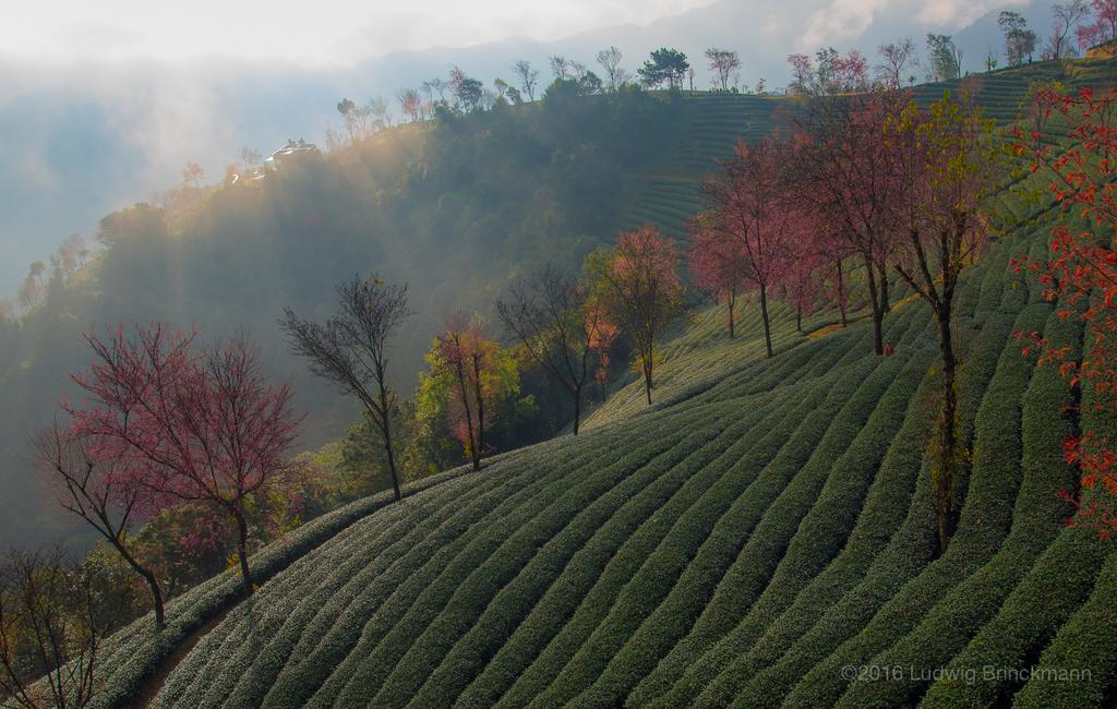 Picture: Nanjian Cherry Flower Valley