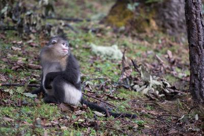 teaser image for Yunnan Snubnosed Monkeys slides