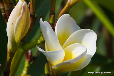 The Tropical Gardens of Lujiangba