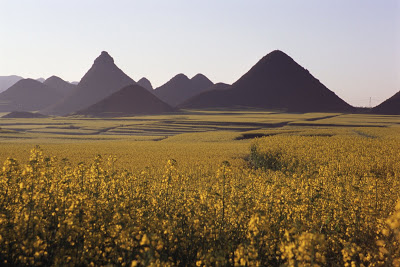 teaser image for Luoping Rapeseed Flower slides