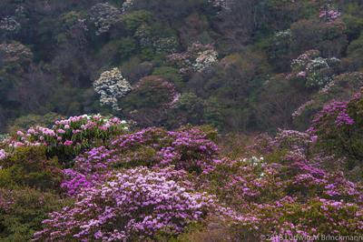 Picture: Azaleas of Horse Ear Mountain