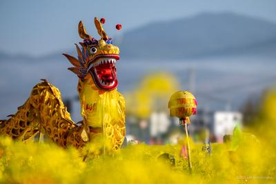 Weishan Rapeseed Flower