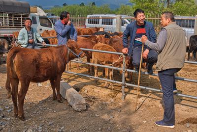 Shaxi Livestock Fair