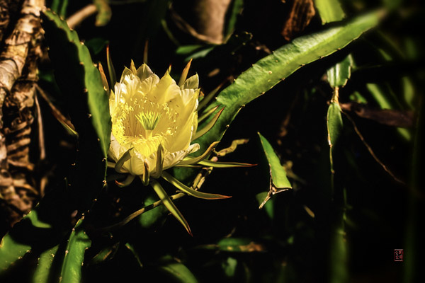 Dragonfruit Flower